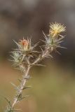 Carthamus lanatus. Верхушка растения с соцветиями. Краснодарский край, Темрюкский р-н, окр. пос. Кучугуры, на вершине берегового глинистого склона. 07.07.2017.