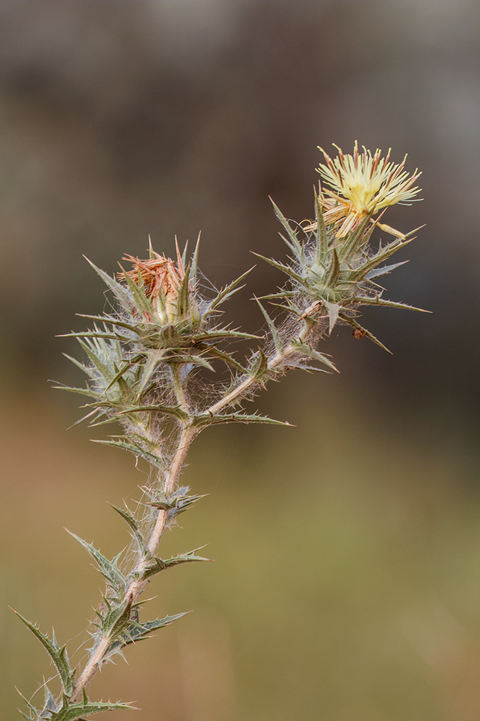 Изображение особи Carthamus lanatus.