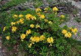 Rhododendron luteum