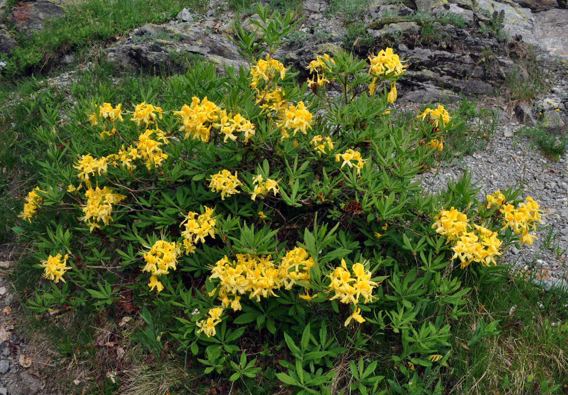 Image of Rhododendron luteum specimen.