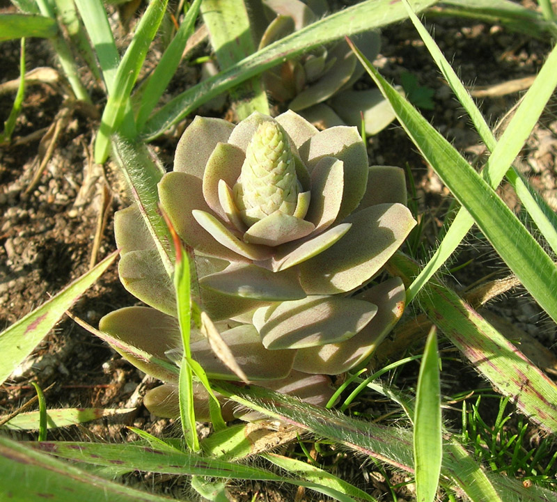 Image of genus Orostachys specimen.