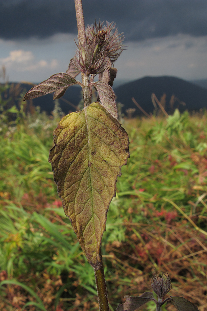 Изображение особи Clinopodium caucasicum.