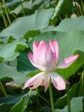 Nelumbo caspica