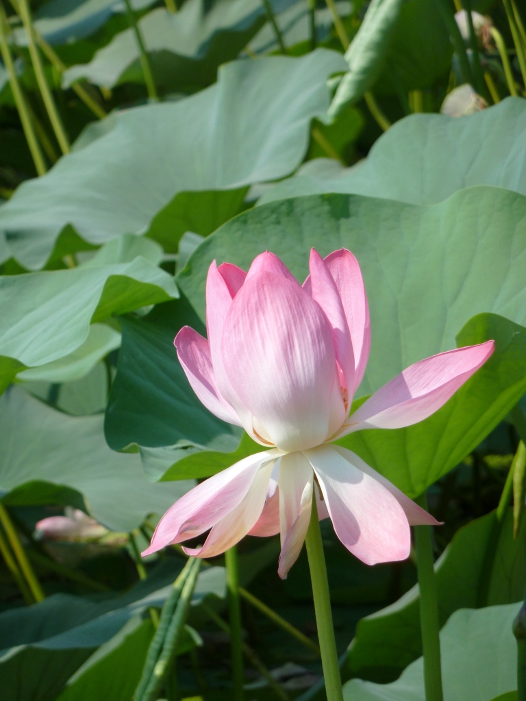 Изображение особи Nelumbo caspica.