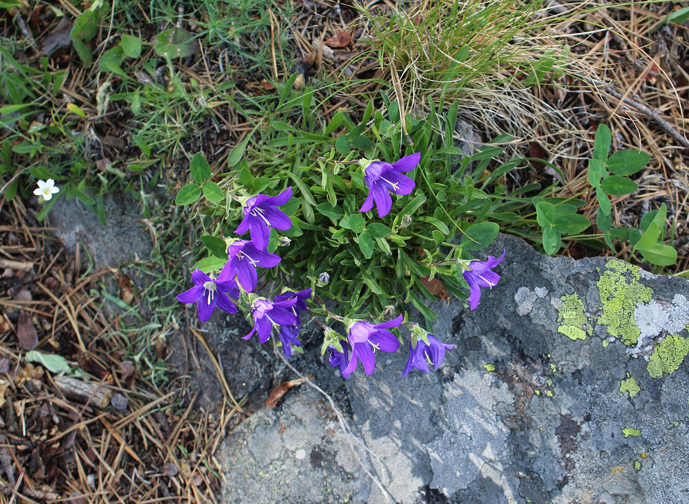 Изображение особи Campanula saxifraga.