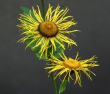 Image of taxon representative. Author is Виталий Гуменюк