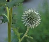 Echinops exaltatus