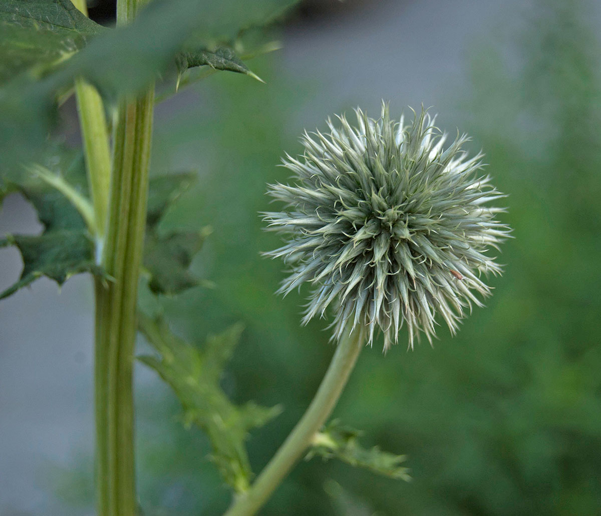 Изображение особи Echinops exaltatus.