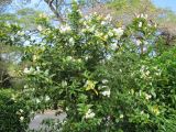 Brunfelsia americana