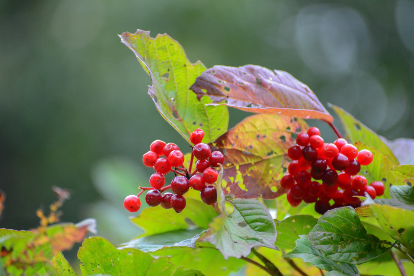 Изображение особи Viburnum sargentii.