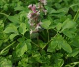 Corydalis marschalliana