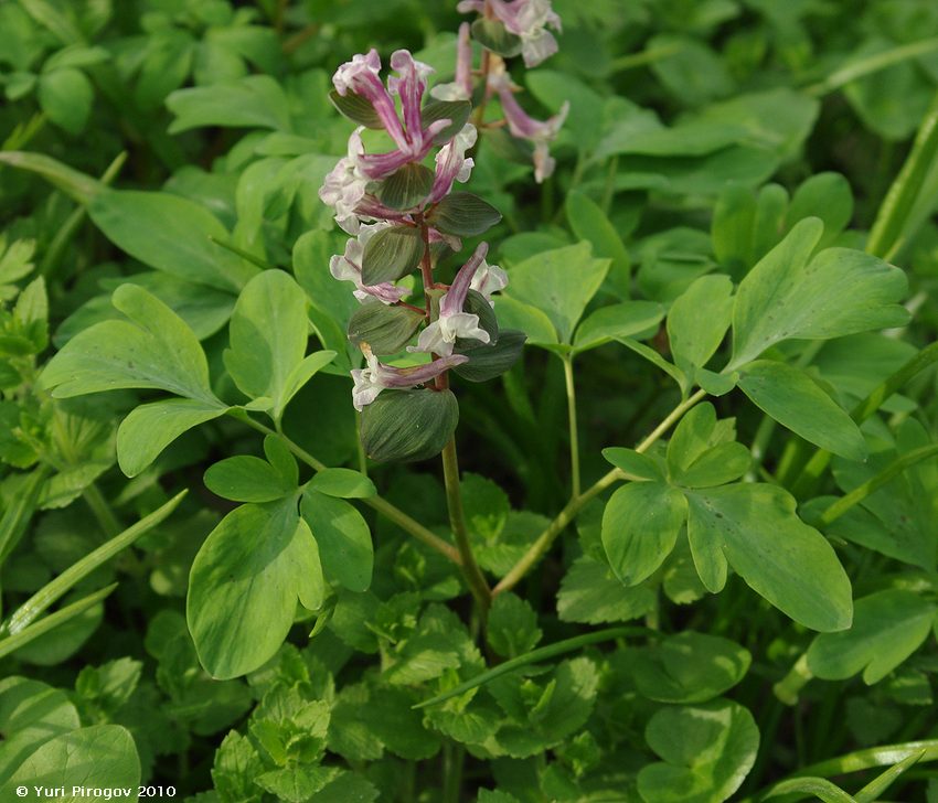 Изображение особи Corydalis marschalliana.