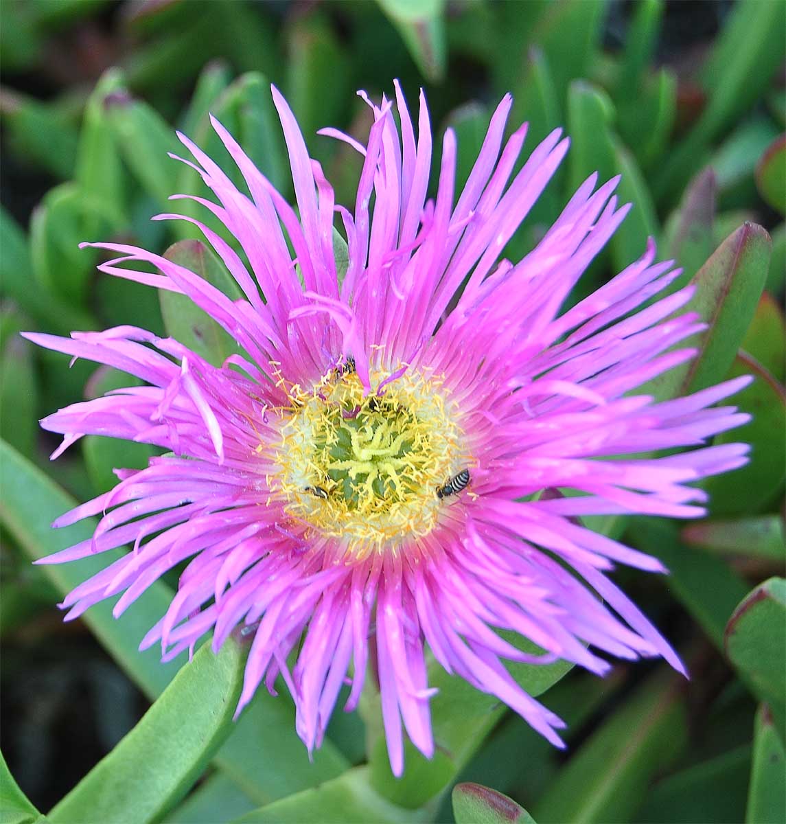 Image of Carpobrotus edulis specimen.