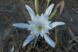 Pancratium maritimum