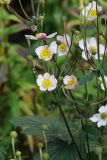 Anemone hupehensis