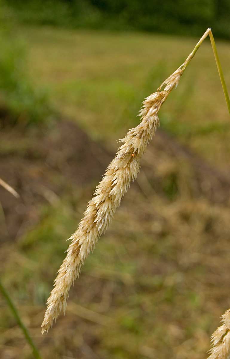 Image of Phalaroides arundinacea specimen.