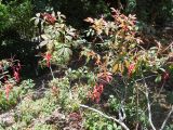 Quassia amara. Цветущие растения. Австралия, г. Брисбен, ботанический сад. 27.12.2017.
