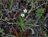 Gentiana aquatica. Цветущее растение. Монголия, аймак Архангай, долина р. Суман-Гол, ≈ 2000 м н.у.м., горная степь. 06.06.2017.