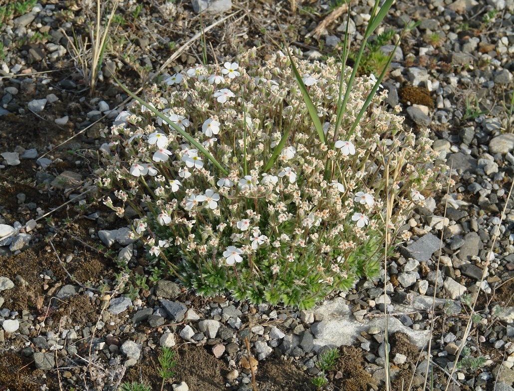 Image of Androsace incana specimen.