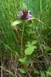 Prunella vulgaris