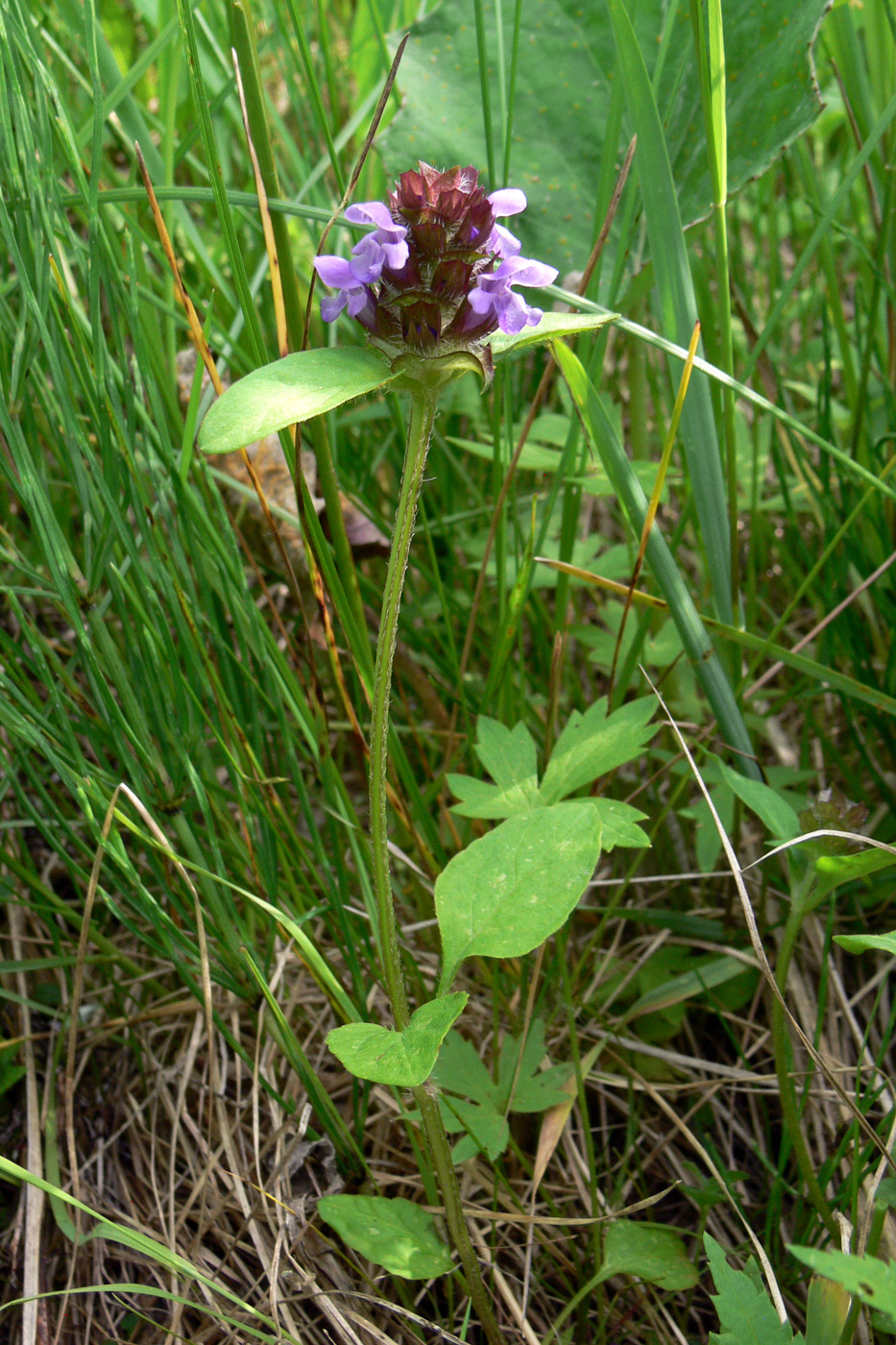 Изображение особи Prunella vulgaris.