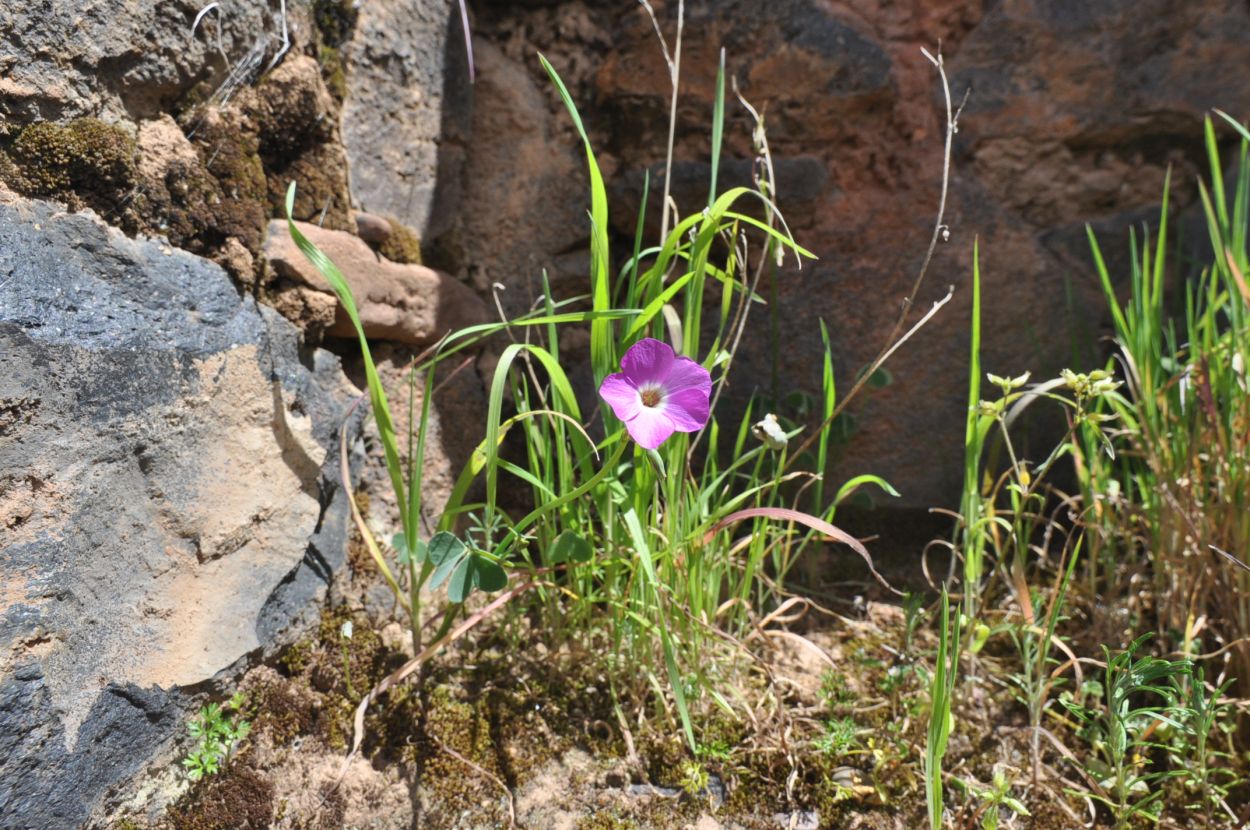 Image of genus Oxalis specimen.
