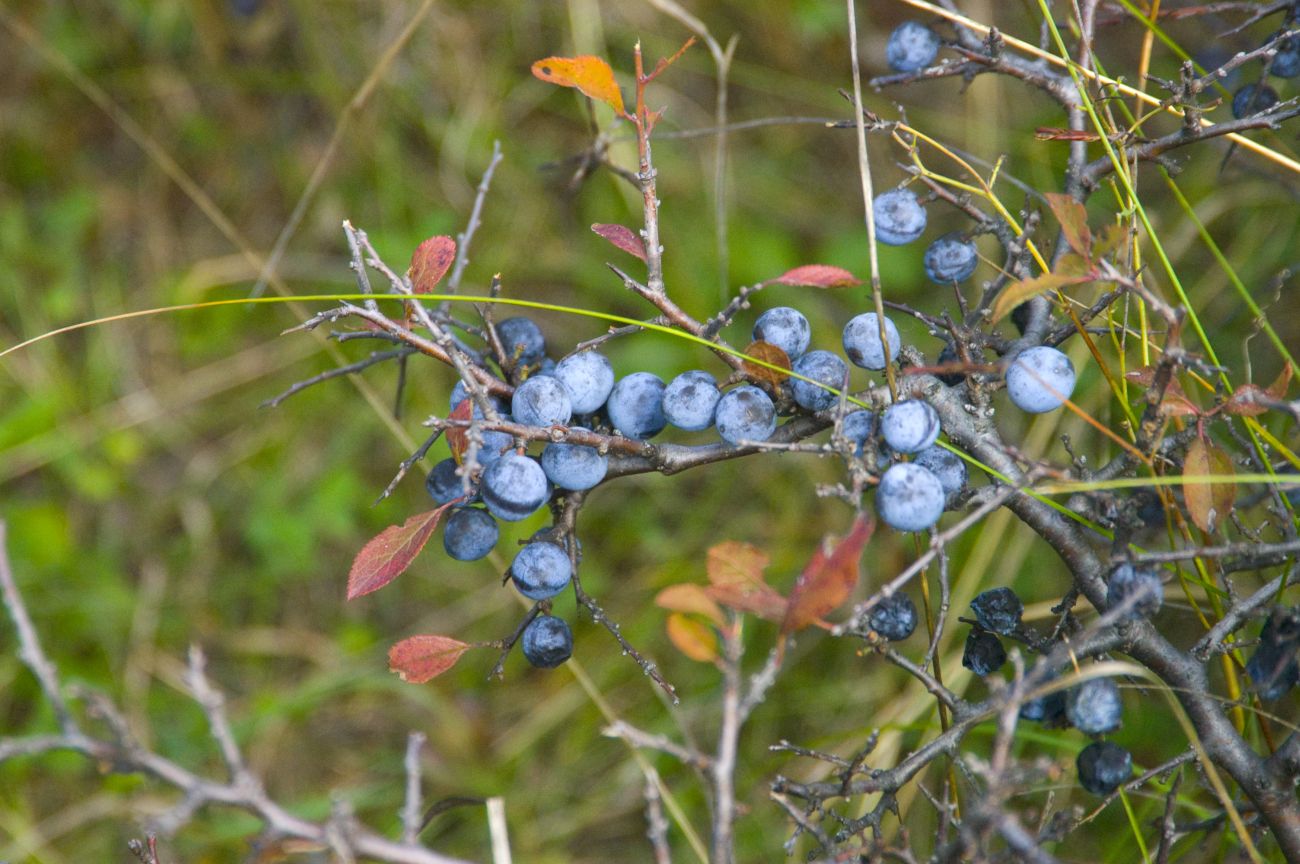 Image of Prunus stepposa specimen.