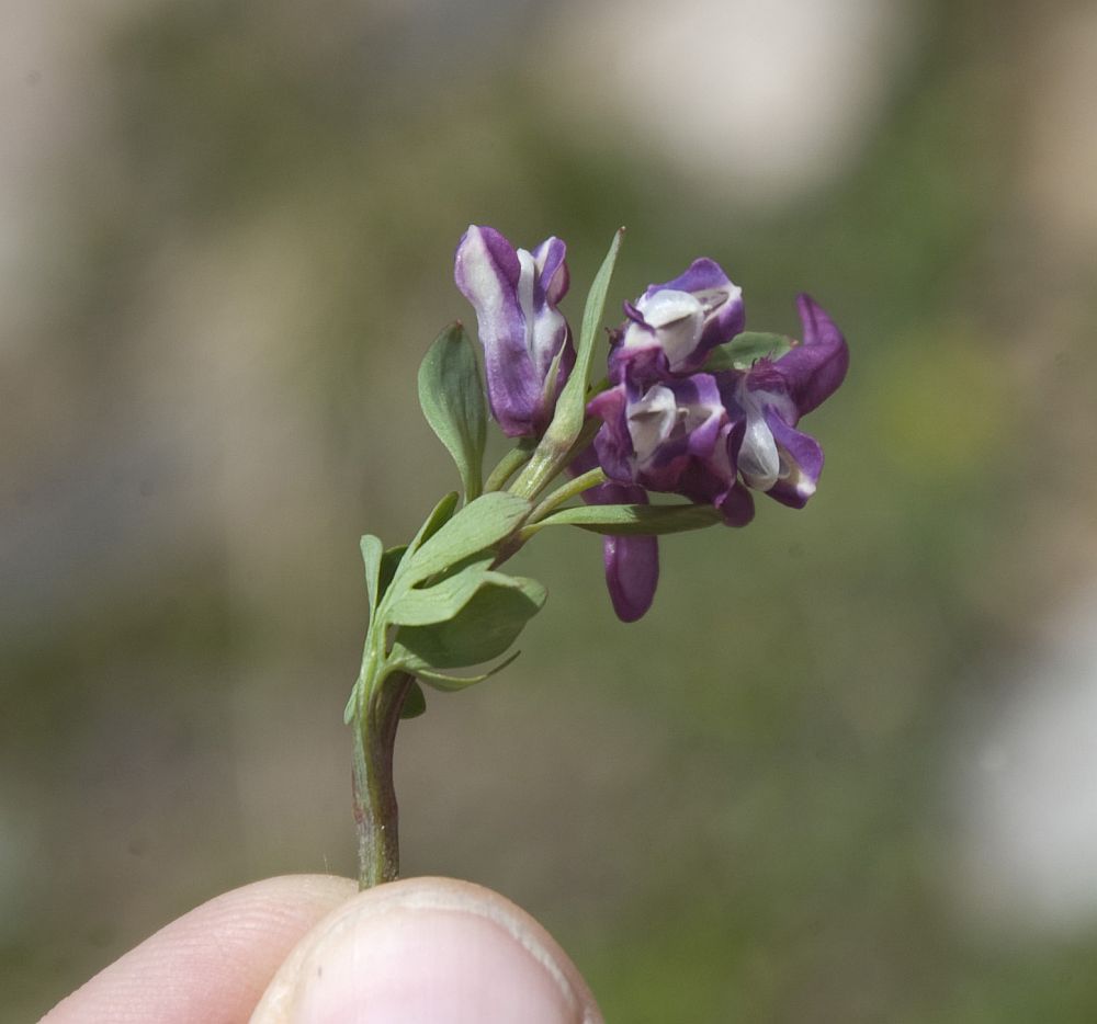 Image of Corydalis conorhiza specimen.