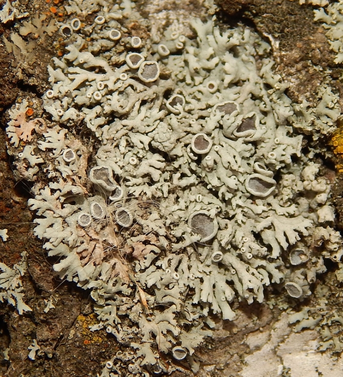 Image of genus Physcia specimen.