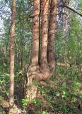 Pinus sylvestris. Дерево, сформировавшее три ствола. Окрестности Архангельска, лес. 18 мая 2010 г.