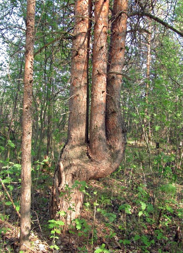 Изображение особи Pinus sylvestris.