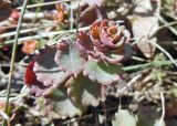 Sedum spurium