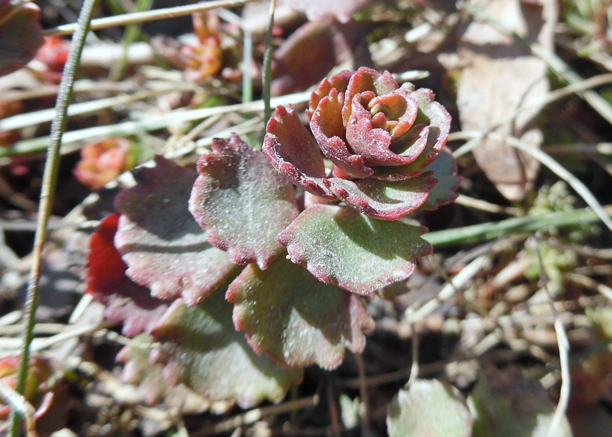 Изображение особи Sedum spurium.