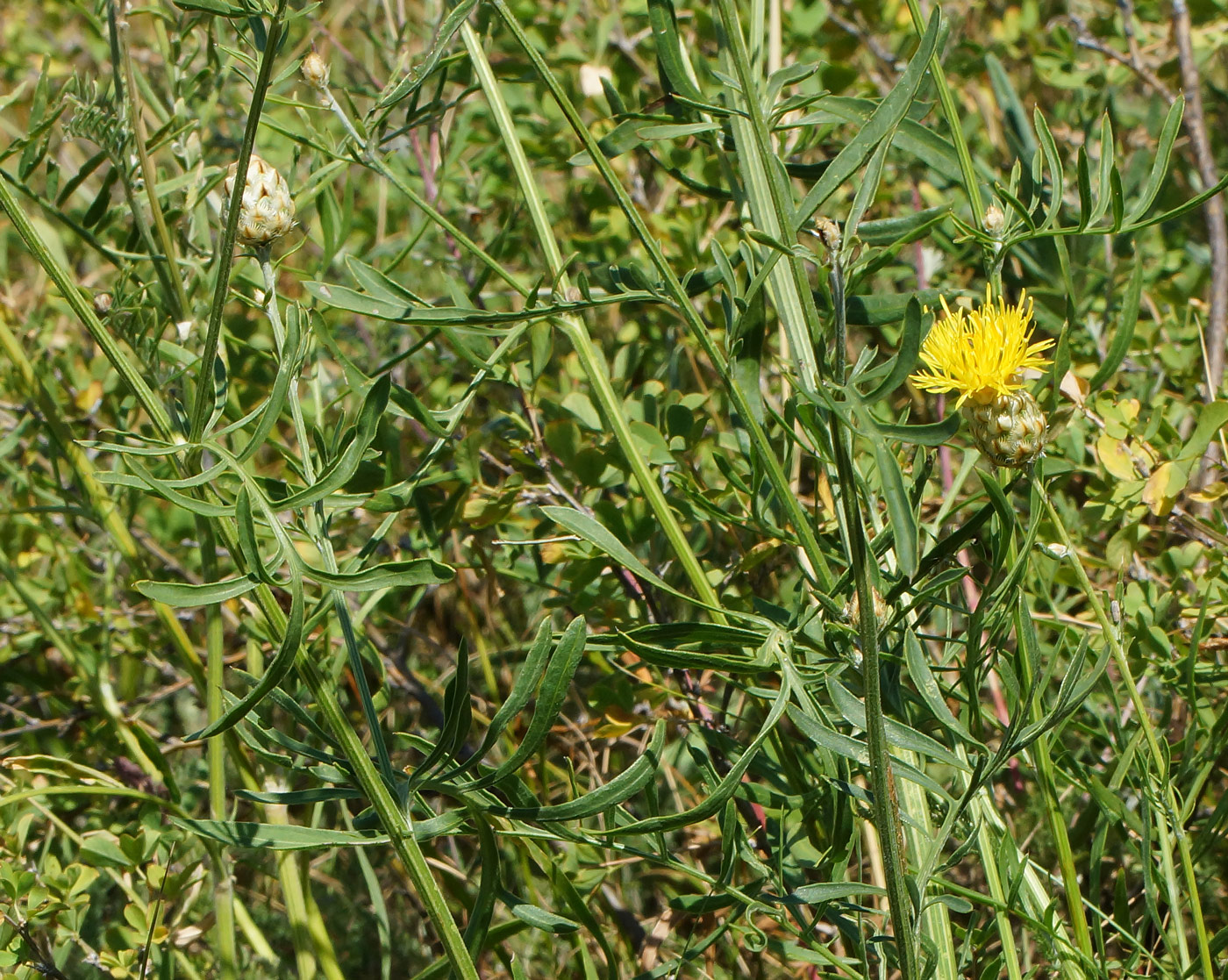 Image of Centaurea orientalis specimen.