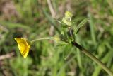 род Ranunculus