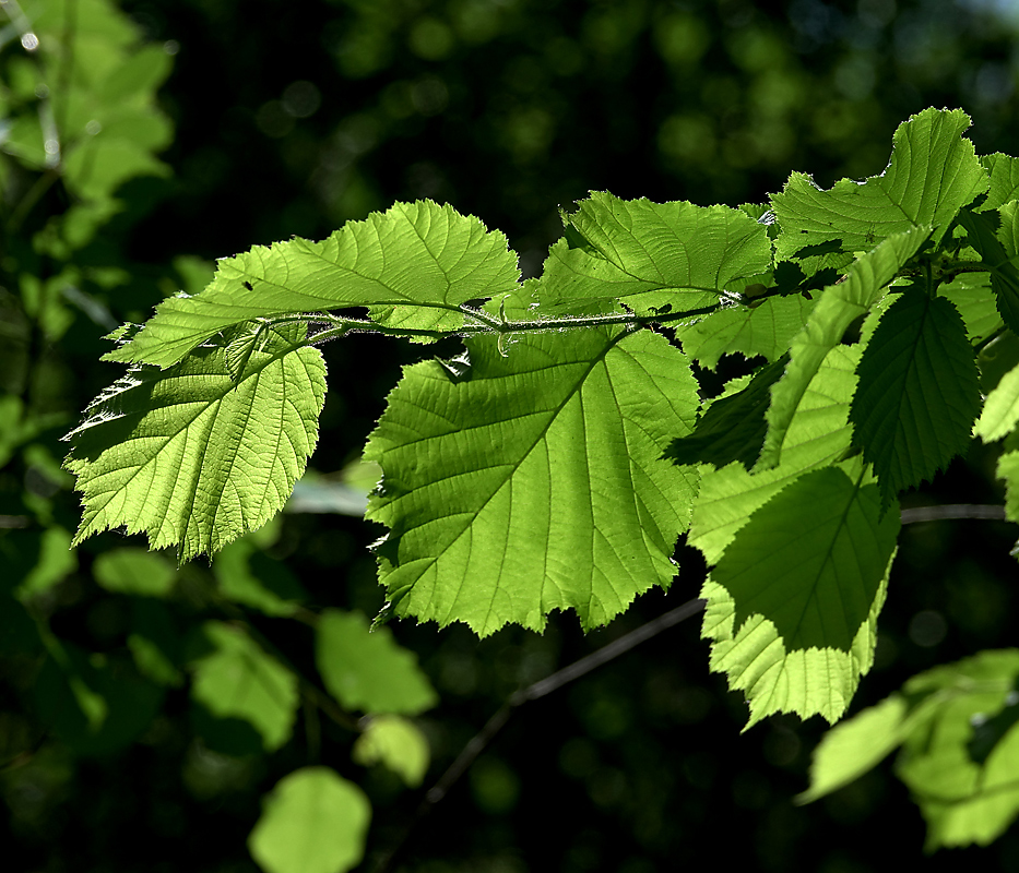 Image of Corylus avellana specimen.