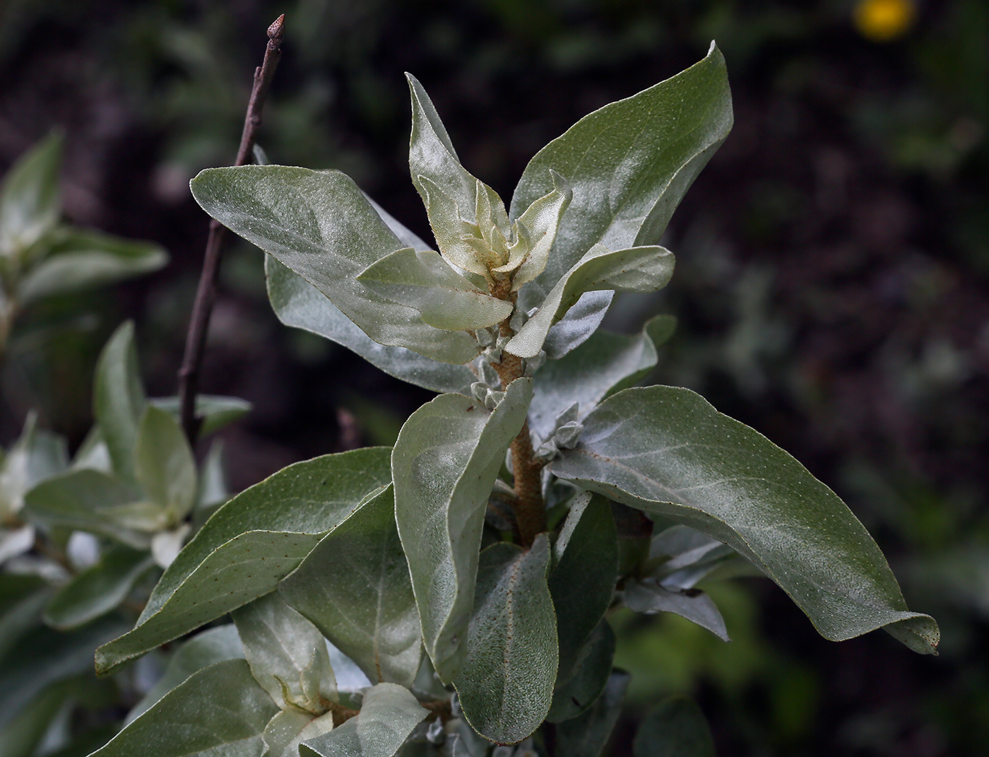 Image of Elaeagnus commutata specimen.