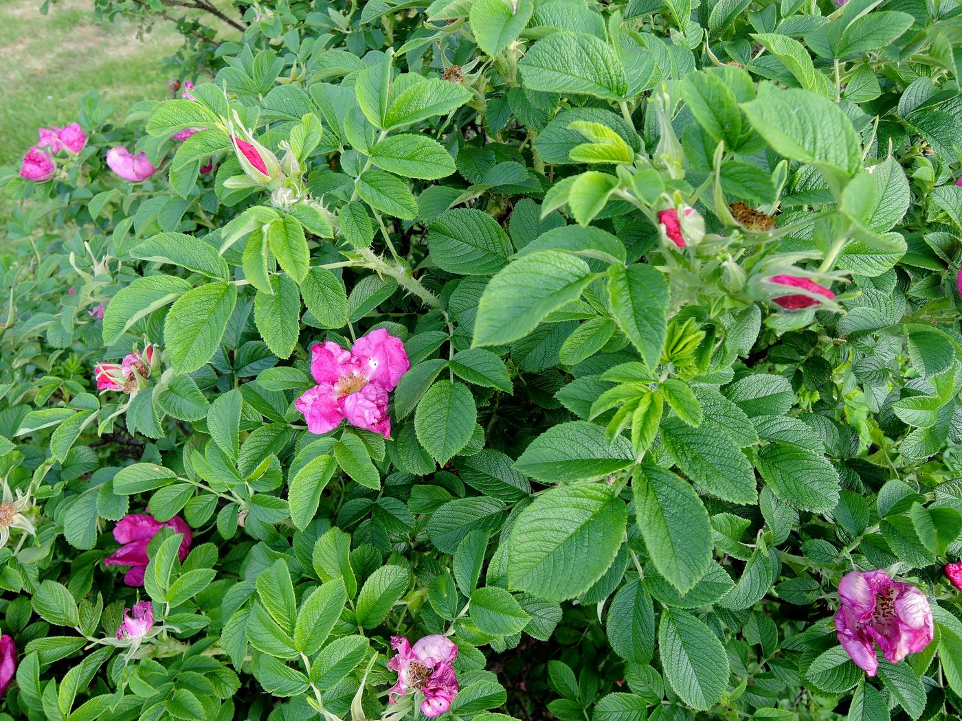 Image of Rosa rugosa specimen.