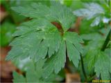 Ranunculus repens