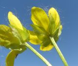 Lysimachia nummularia