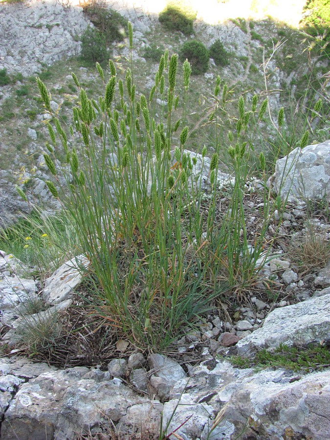 Image of genus Koeleria specimen.