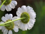 Pyrethrum parthenium. Соцветия (вид со стороны обёртки). Санкт-Петербург, Старый Петергоф, парк \"Сергиевка\", цветник с элементами рокария и альпийской горки. 17.09.2017.