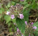 Clinopodium vulgare