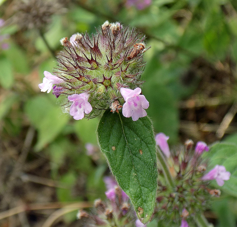 Image of Clinopodium vulgare specimen.
