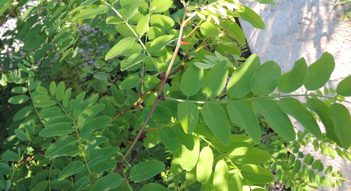 Изображение особи Robinia pseudoacacia.