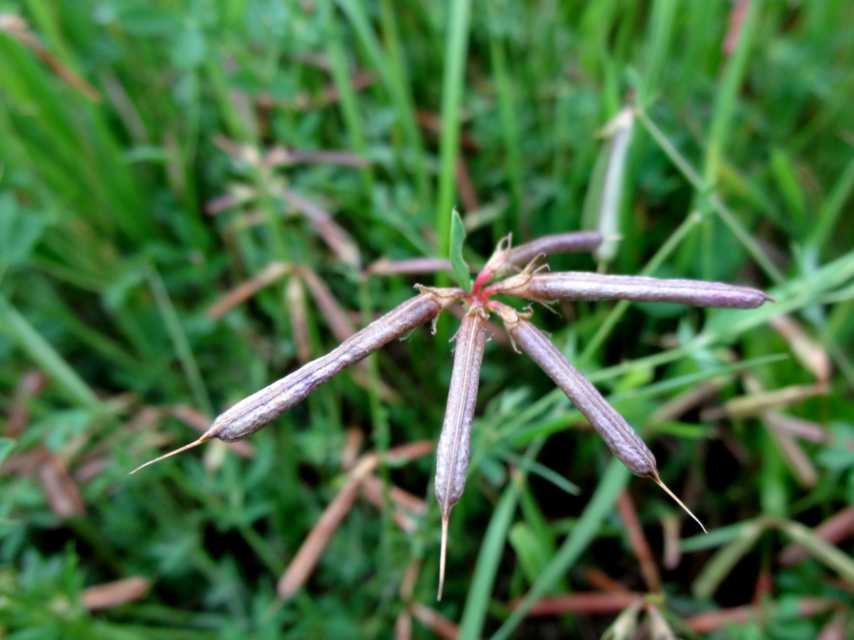 Image of Lotus corniculatus specimen.