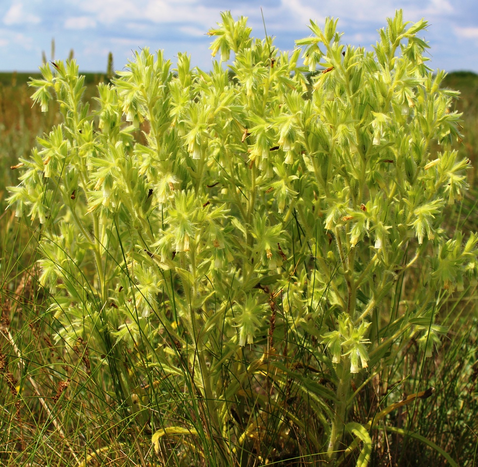 Изображение особи Onosma transrhymnensis.