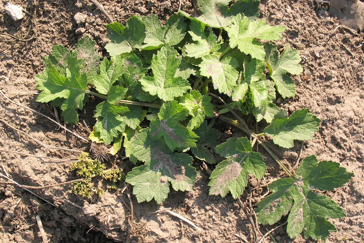 Image of Heracleum sibiricum specimen.