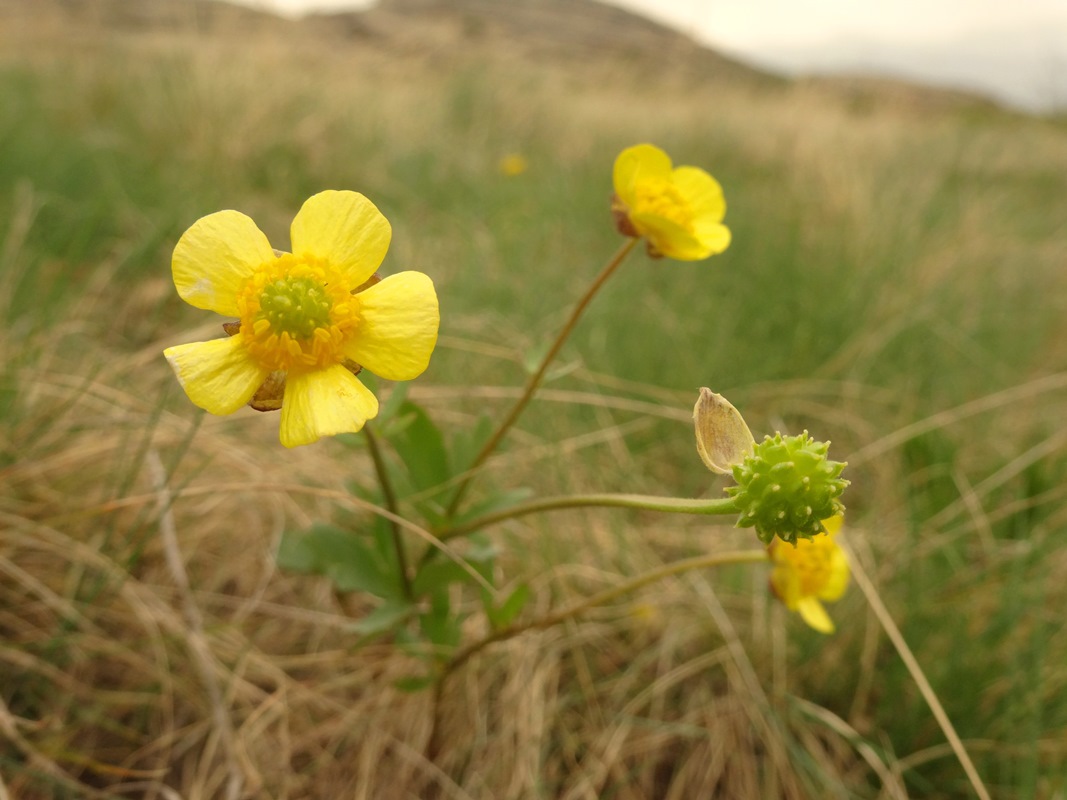 Изображение особи Ranunculus polyrhizos.