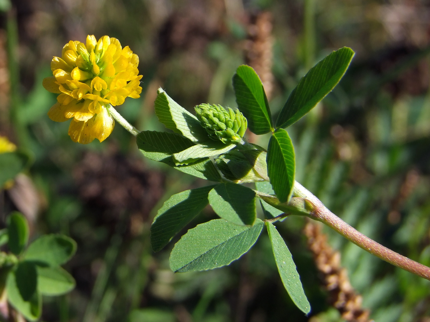 Изображение особи Trifolium aureum.